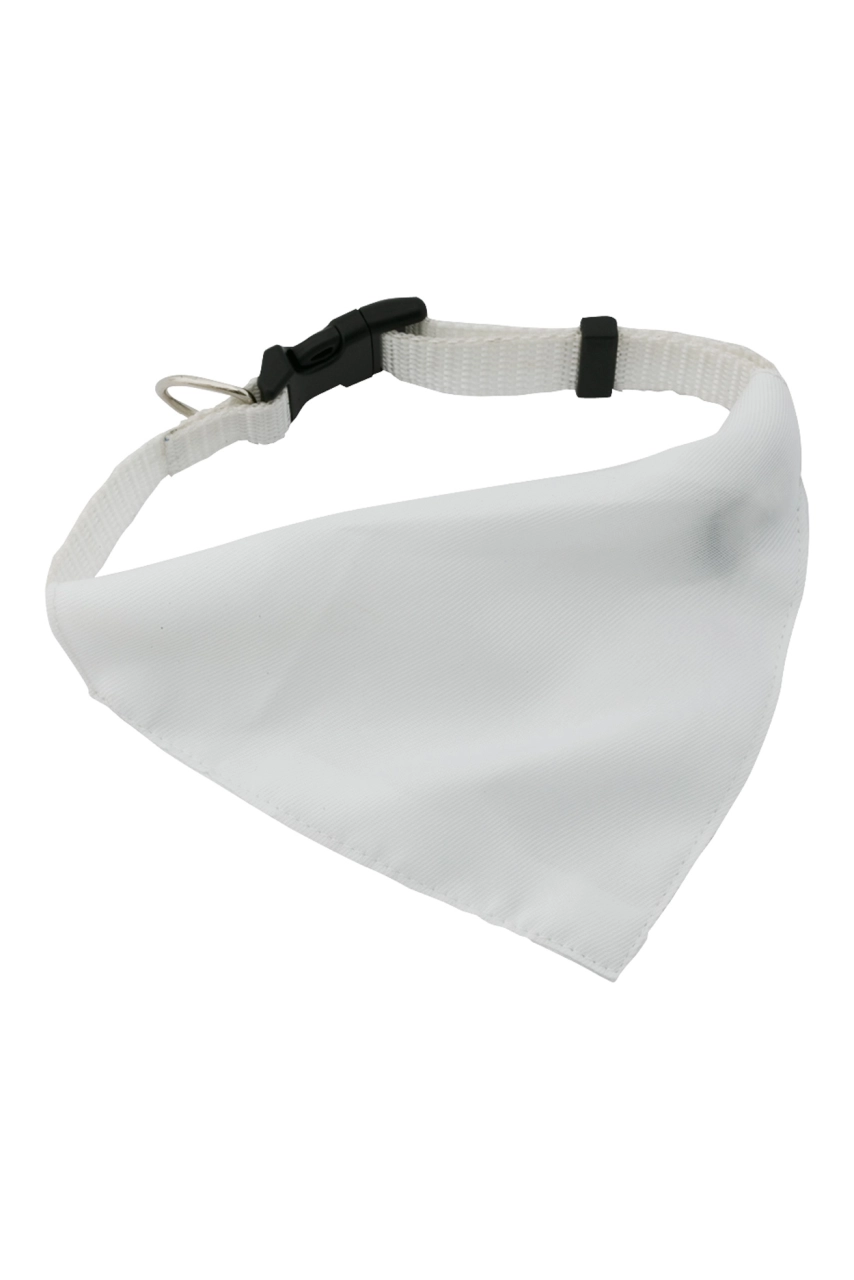collier pour chien